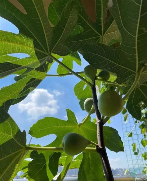 無花果 種|無花果種植教學 